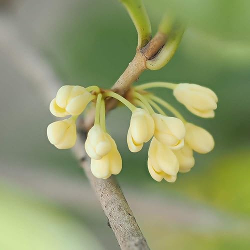 Miniatura 10 de PERFECT PLANTS Planta viva de té de oliva, 1 galón, verde