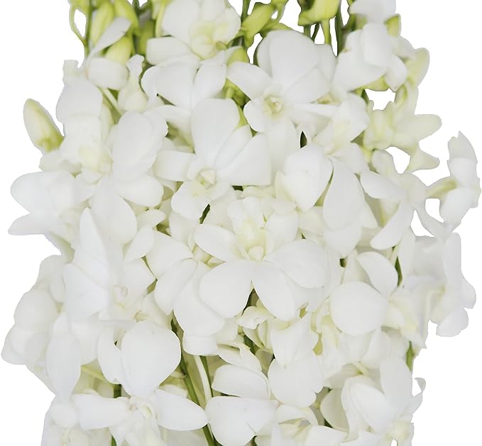 KaBloom PRIME NEXT DAY DELIVERY - Wedding Collection - 30 White Orchids Cut to-Order, and Homegrown in the USA) I Gift for Birthday, Anniversary, Thank You, Mothers Day Fresh Flowers.