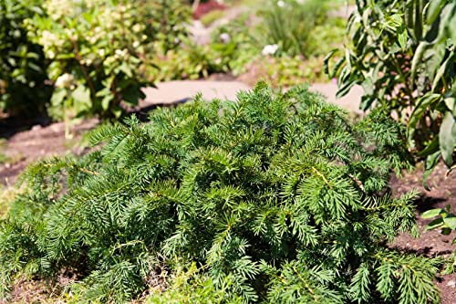 Taxus baccata 'Repandens' 15–20 cm – Immergrün, Winterhart, Pflegeleicht – Kriech-Eibe – Bodendecker für Grab & Steingarten