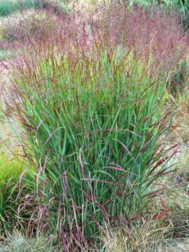 Perennial Farm Marketplace Panicum v. Shenandoah (Red Switchgrass) Ornamental Grass Size-#1 Container Bright Burgundy Foliage with Reddish-Pink Panicles