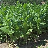 150 piezas semillas de tabaco hierbas silvestres, plantas de balcón comprar plantas de tabaco semillas de pradera de flores, plantas exóticas jardín de hierbas interior, cama de balcón