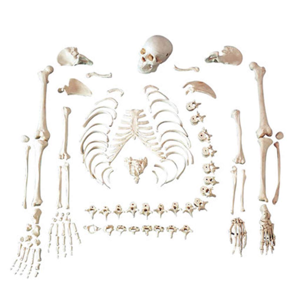 Sjdopulse Human Skeleton Anatomy Model - 170Cm Human Skeleton Model - Adult Loose Bone Medical Skeleton Teaching Model - Detachable Human Bone Skeleton Model