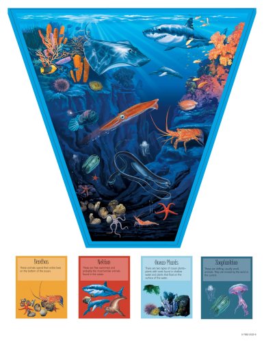 Bodies of Water: Salt Water Bulletin Board Set (Bulletin Board Sets ...