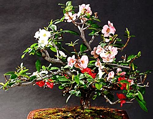 bonsai zentrum gutscheincode Bonsai Pflegekurs