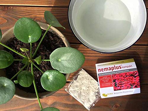 nemaplus® SF Nematoden ter bestrijding van rouwmuggen - 3 miljoen voor 6 m² potgrond of 30 planten - Image 4