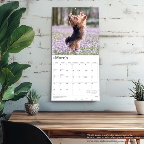 Yorkshire Terriers – Yorkshire Terrier – Yorkies 2026 – 16-Monatskalender: Original BrownTrout-Kalender [Mehrsprachig] [Kalender] (Wall-Kalender)
