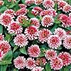 Park Seed Zinnia Seeds, Planting Flowers, Easy to Grow, Non-GMO, Perfect for Spring Garden, Swizzle Cherry and Ivory, Pack of 15