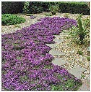 Thyme Mother of (Creeping) 5,000 Seeds
