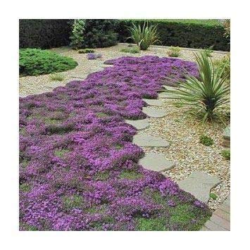 Thyme Mother of (Creeping) 5,000 Seeds