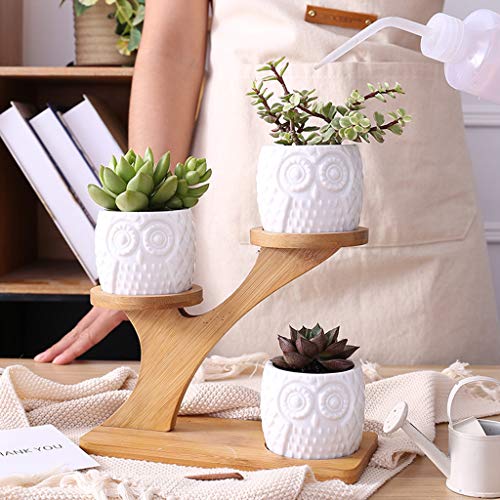 Pot de fleurs chouette et son plateau sur la table du salon moderne