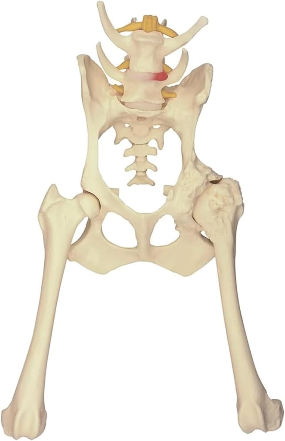 Hundeskelett-Modell – Hüftgelenk und Becken Anatomie Lehrwerkzeug für Wissenschaft Bildung, Anatomie Lernhilfe für Schüler und Profis