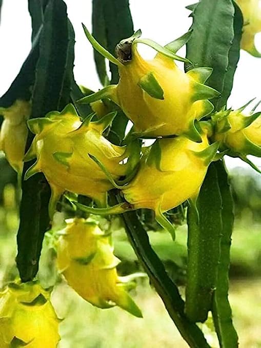 Hybrid Yellow Skin Dragon Fruit Live Plant Pack of 2,Special Variety_Hight 1.5-2feet