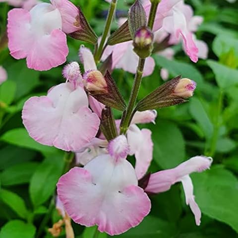 Salvia microphylla ‘Anduus’ Hardy Perennial Plant Cover