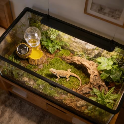 Abreuvement pour serpent et gamelle repas pour tortue terrestre - 3