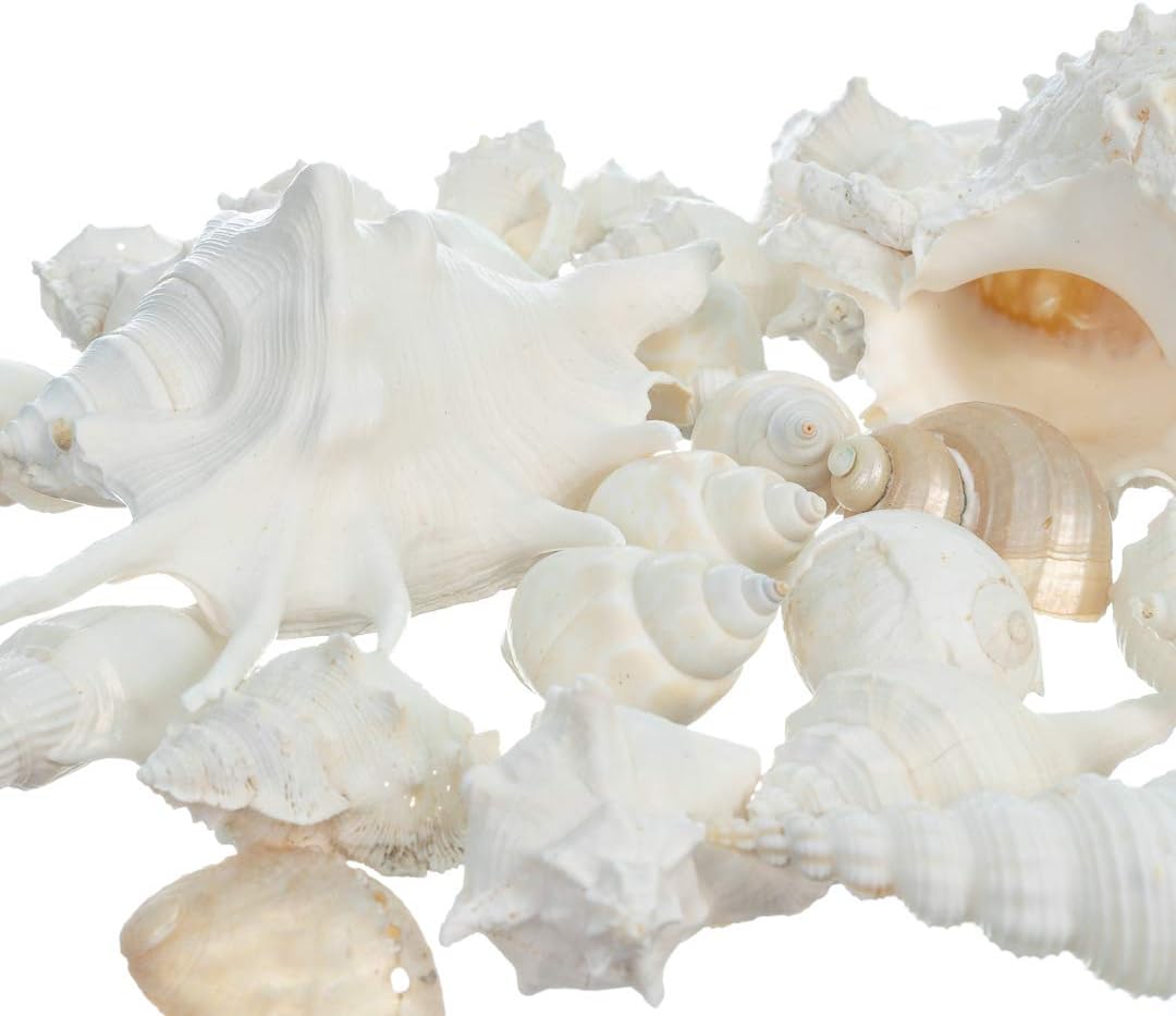Sea Shells - White Real Mixed Beach Seashells (5lb) - Shells for Crafts - Ocean Decor - Beach Party Decorations - Seashell Decor - Large Shells Crafts