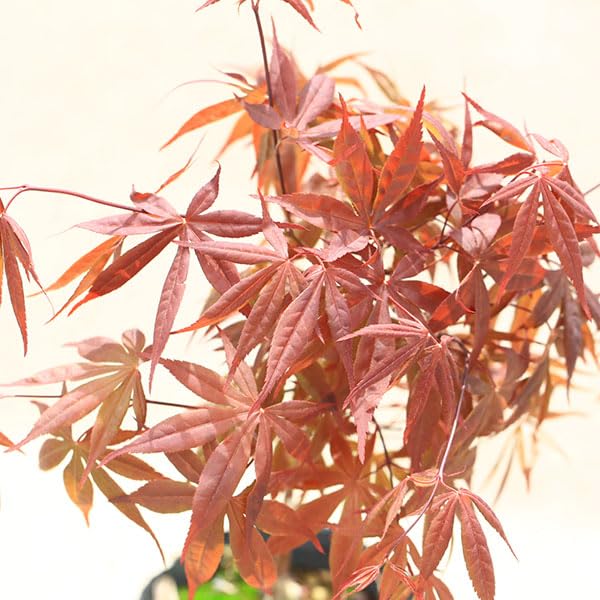 Amazon.co.jp: 庭木・植木 庭木苗：猩々野村モミジ（しょうじょう