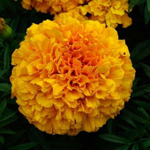 Semillas Clavelón de la India DECOALIVE Sobre Semillas Tagetes Patula
