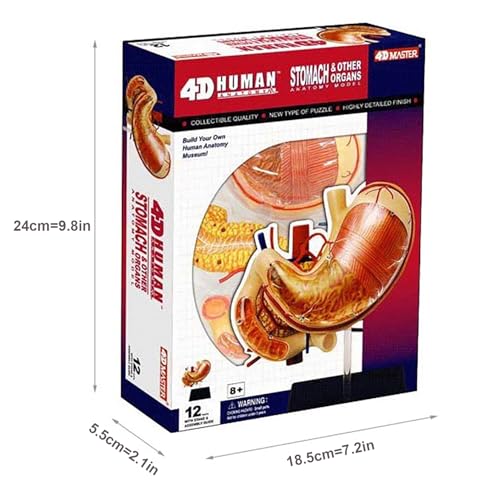 Modèle anatomique 4D de l'estomac AMITD pour clarifier l'anatomie - 8
