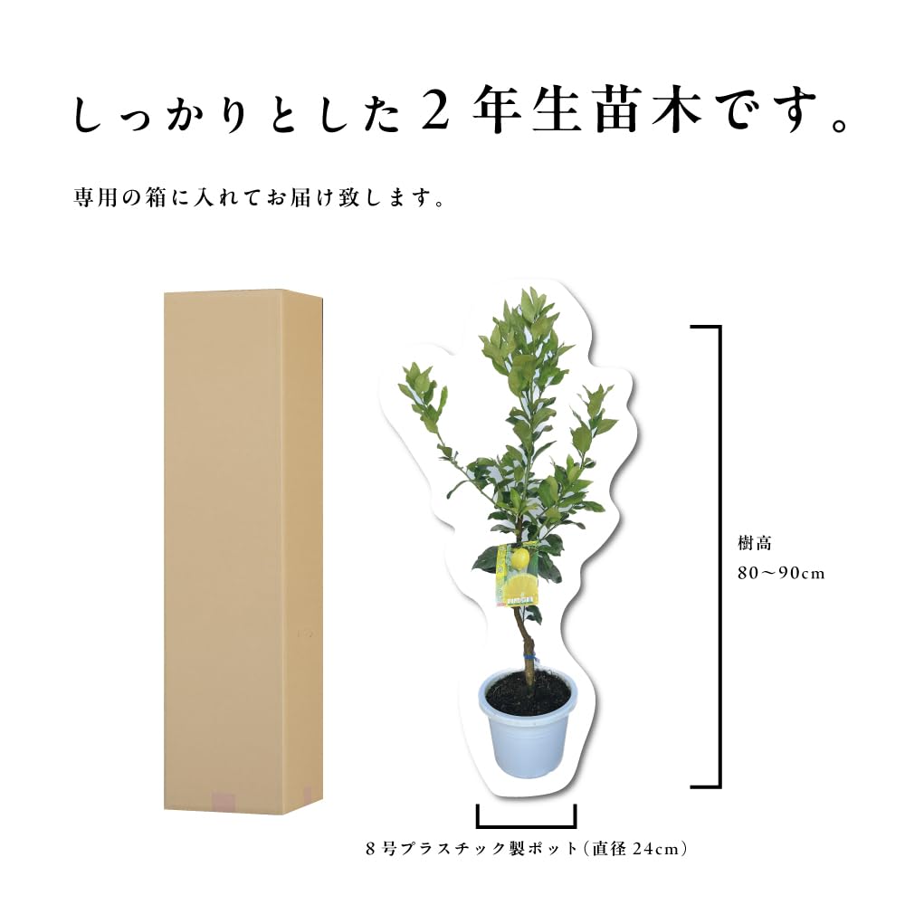 Amazon.co.jp: アレンユーレカ 【特選2年生苗木】 レモンの木 苗木
