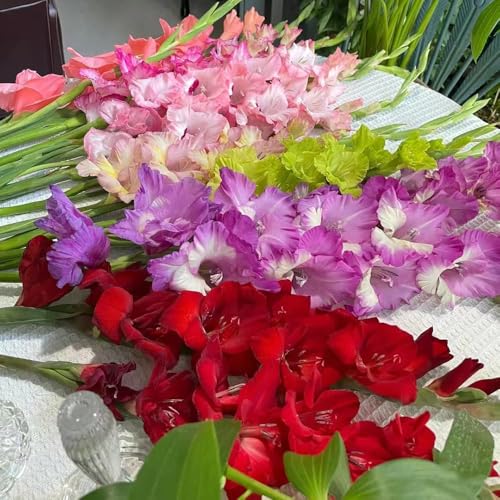 8 pezzi Bulbi di resistenti - bulbi di gladioli resistenti per giardino, all'esterno bulbo