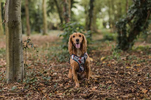 Embark Urban Dog Harness, Easy On and Off with Front and Back Leash Attachments & Control Handle - No Pull Training, Size Adjustable and Non Choke (Small, Multi)