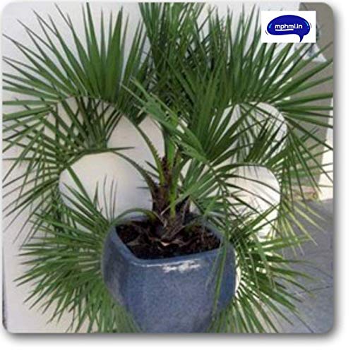 Pindo Palm - Plant