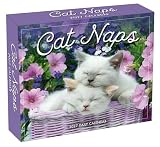 Cat Naps