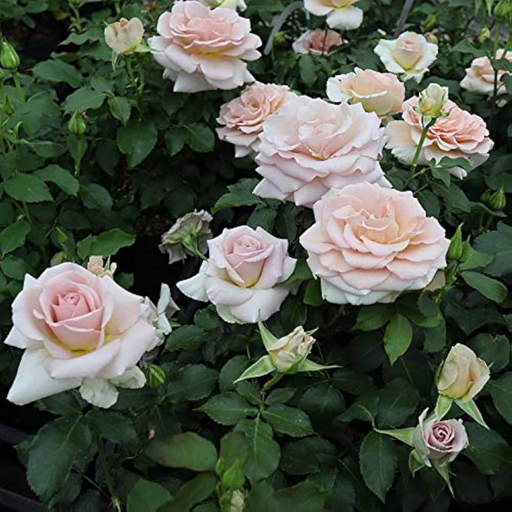 Amazon.co.jp: バラ苗 【スイートチョコ】(大苗) ハイブリッドティー