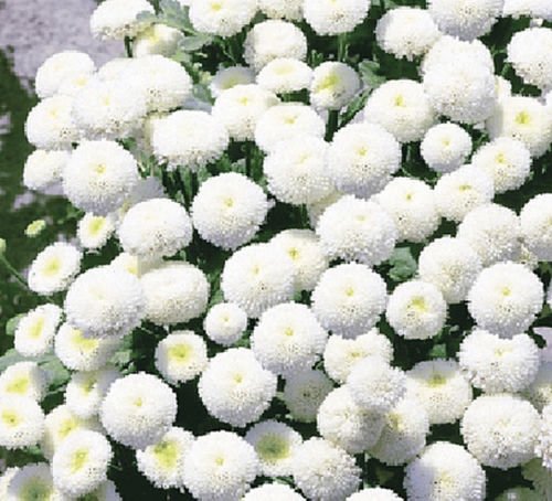 100 Chrysanthemum Parthenium Snowball Tanacetum Exhibition Flower by Pretty Wild Seeds