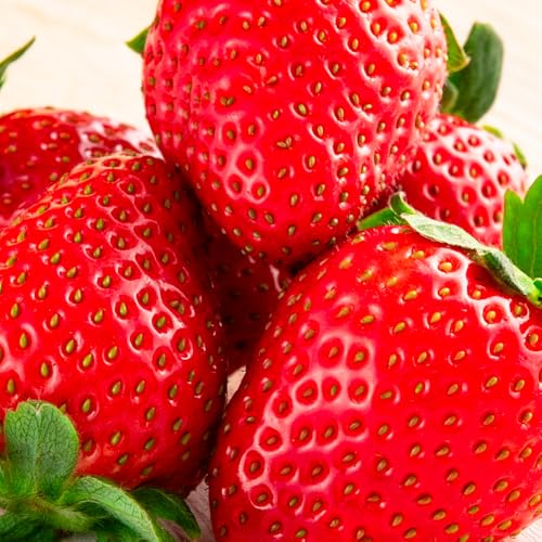 西日本高速道路エンジニアリング中国 北広島農場のおいCベリー 農家直送の完熟いちご 15粒入り1パック