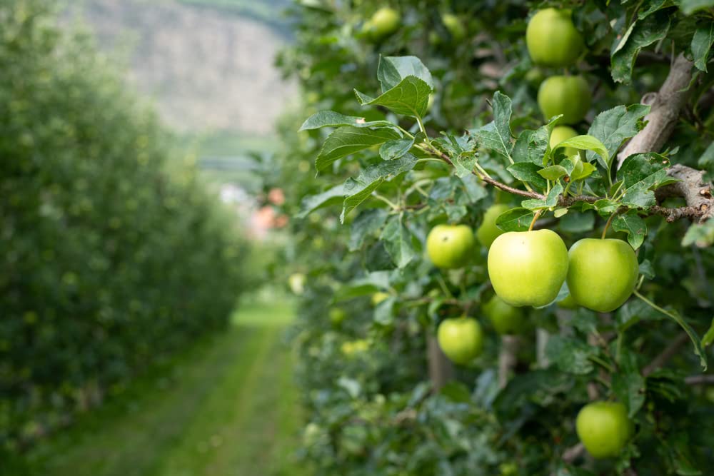Amazon.com : Green Apple Tree Seeds - 30 Seeds - Malus pumila
