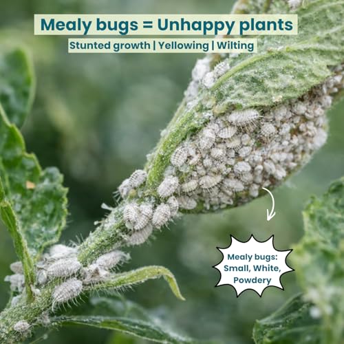 Image of Pot and Bloom Mealy Bug Buster Spray 100 ML | Natural Germs and Fungus Killer for Plants| No Harmful Chemicals| Indoor & Outdoor Plants| Ready to Use| Helps in Plant Growth