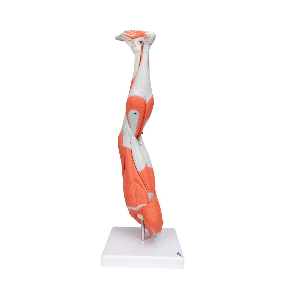 Muscular Leg 9-Part - 3B Smart Anatomy