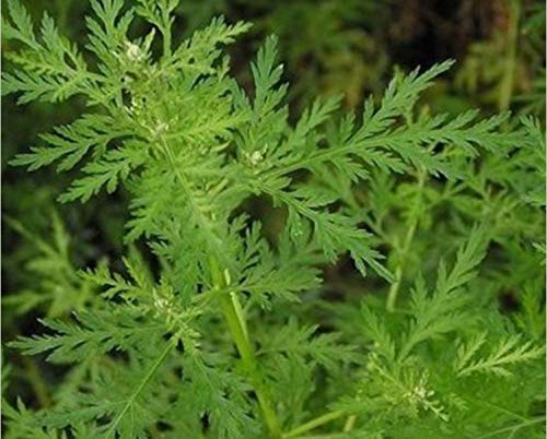 AGROBITS Artemisia annua 200 semillas (ajenjo) Planta bueno para la salud
