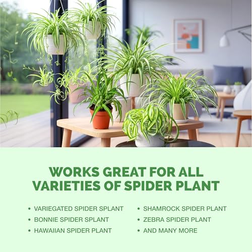 Fertilizante Líquido para Planta Araña 8 oz miniatura 6