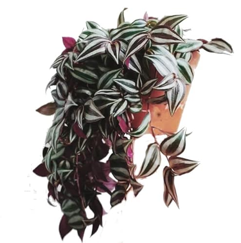 Tradescantia Natural Planta Trepadora Fácil de Mantener Ideal para Principiantes