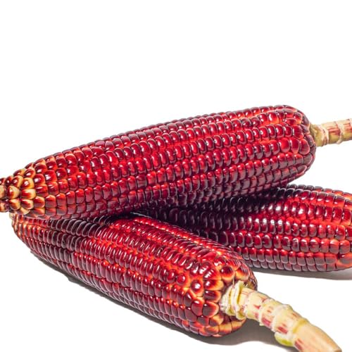 semillas de maíz rojo - (Zea mays) - plantas vegetales plantas exóticas semillas de maíz verduras y resistentes para el jardín. Plantar hortalizas resistentes al aire libre Verduras 25pcs