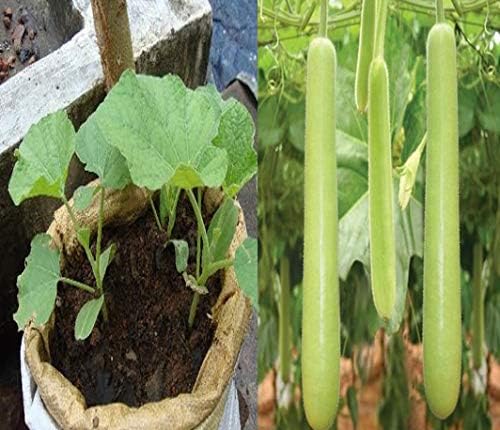 MANISHAS DAFFODILS Fresh Purified bottle gourd seeds Loki Vegetable Seeds (Pack of 10g, 30+ Seeds) Seeds to grow all seasons in Your Home & kitchen garden (B0CG49B7PS) Amazon Price History, Amazon Price Tracker