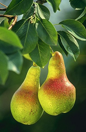 Common Pear Tree - Pyrus communis - 2L Pot 40/60cm Tall UK Grown