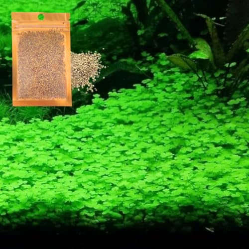 Lucky Grass Dwarf Carpet for Aquarium & Terrarium, 1 Pack