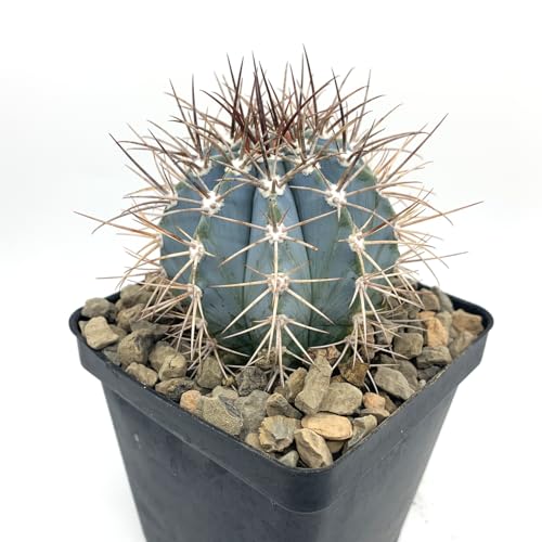 Blue Melon Cactus (Melocactus azureus) - Large - Live Plant