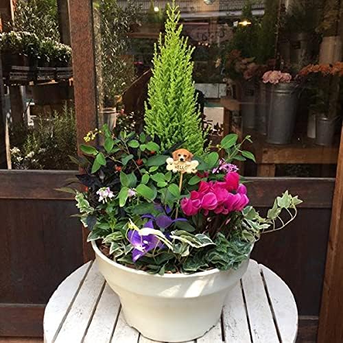 Amazon 季節のお花でおまかせ寄せ植え コニファー ゴールドクレスト ホワイトカラーのプラスチック製で軽量化 おまかせピック付き 鉢植え 観葉植物 オンライン通販