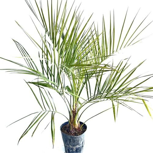 Amazon.co.jp: 植木業販ココスヤシ0.8m前後21cmポット【 単 品 Amazon.co.jp: 植木業販ココスヤシ0.8m前後21cmポット【 単 品