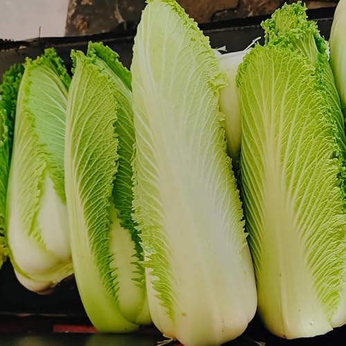 Semi di cavolo cinese - resistenti per il giardino Semi di Pak Choi - semi di da giardino semi di vecchie varietà 250pcs