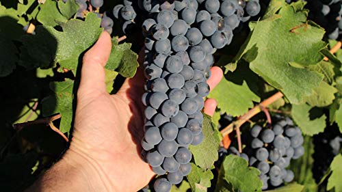 Harvest a Grape: A guided walking tour of an Argentine vineyard