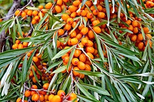 Sea Buckthorn Seeds (20 Seeds)