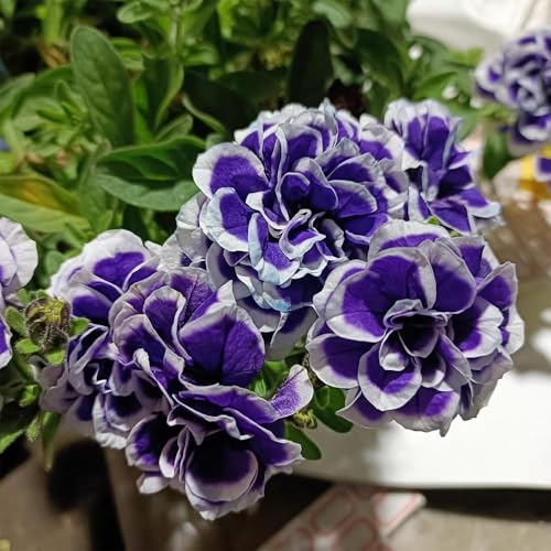 semi di petunia - rari - semi di giardino per esterno petunia ciondoli giardino balcone prato perenni resistenti esotici 350pcs