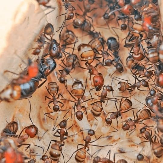 Camponotus nicobarensis 1 Queen ant with Brood 3-5 Workers