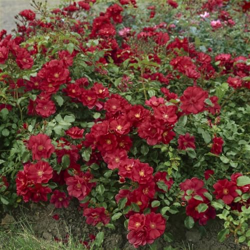 Rosa 'The Fairy Red' 11x11 cm Topf – Winterhart, Mehrjährig, Pflegeleicht – Bodendeckerrose – Bodendecker für Beet & Hang