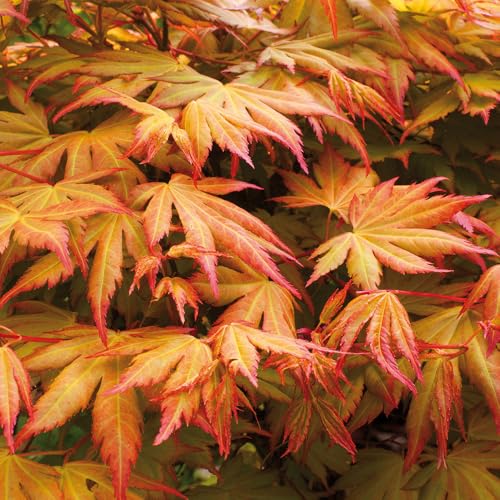 YouGarden Acer palmatum Orange Dream in 10.5cm Pot Japanese Maple Trees for UK Gardens Perfect in Large Pots or in The Ground Ready to Plant Out